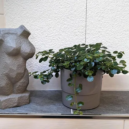 Alte Schmiede Apartament *